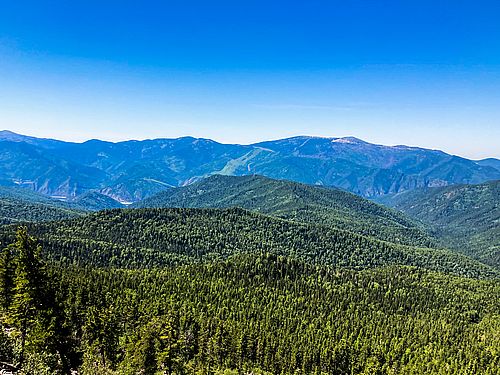 Фото: пресс-службы Минлеса Хакасии